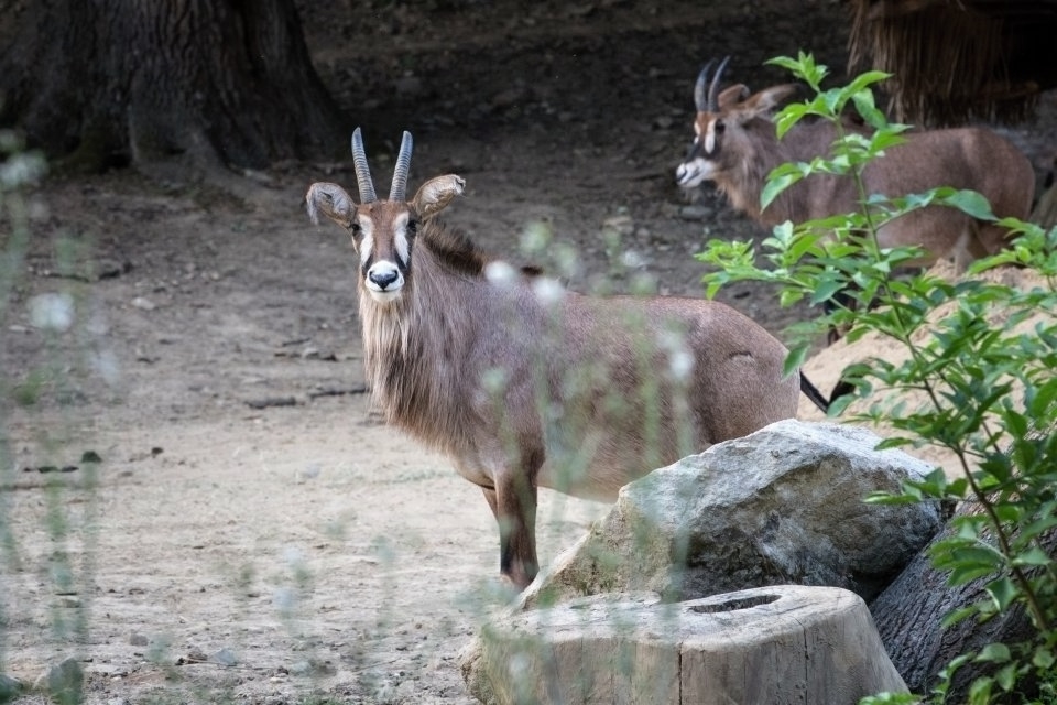 ZOO LEN U ZLNA